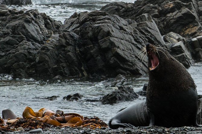 Seal Coast Safari Tour by 4WD - Tour Overview