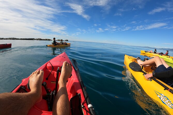 Seal Kayaking Adventure in Kaikoura