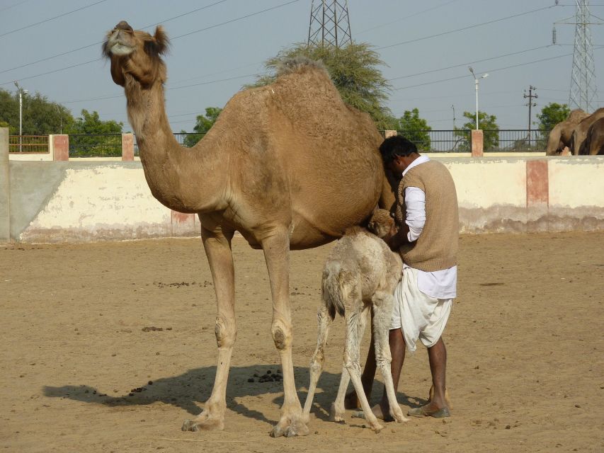 See Camel Centre, Rat Temple From Jodhpur With Bikaner Drop