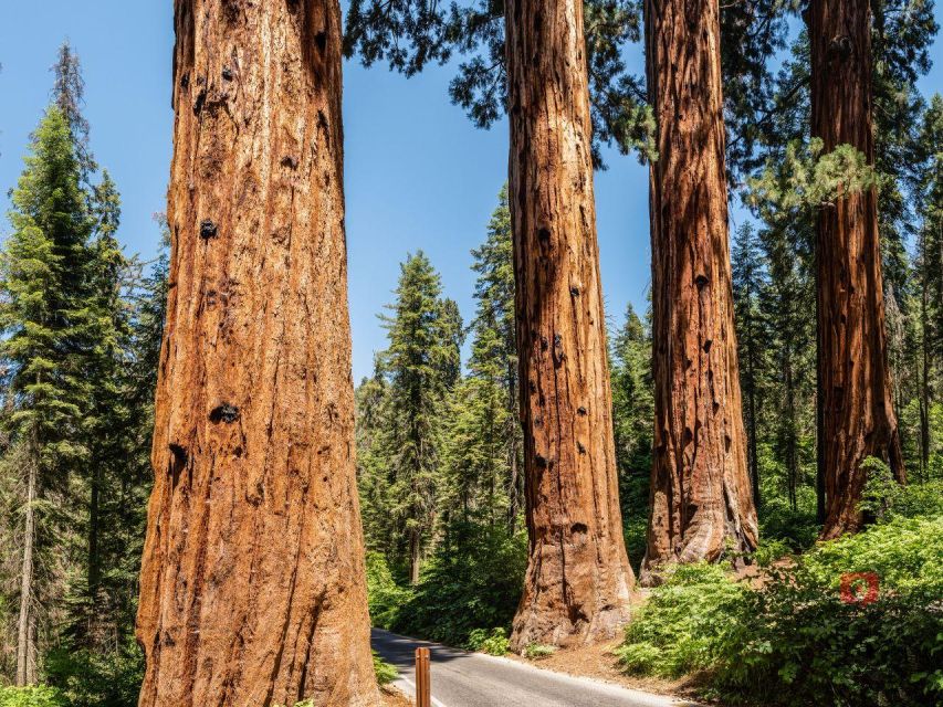 Sequoia & Kings Canyon: Self-Guided Audio Driving Tour - Tour Overview