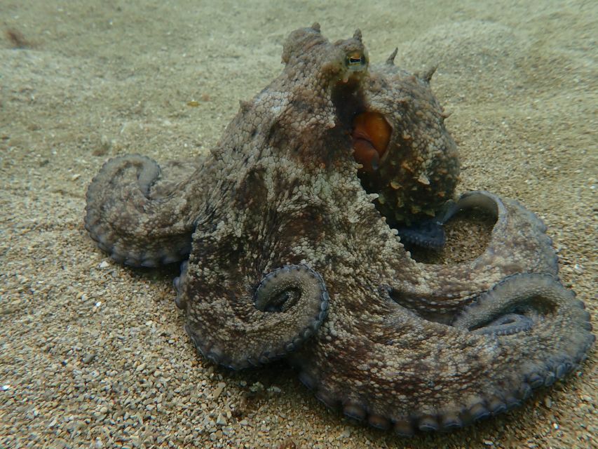 Sesimbra: Arrábida Marine Reserve Scuba Diving Experience