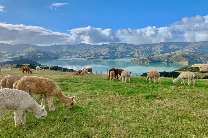 Shamarra Alpaca Farm Tours