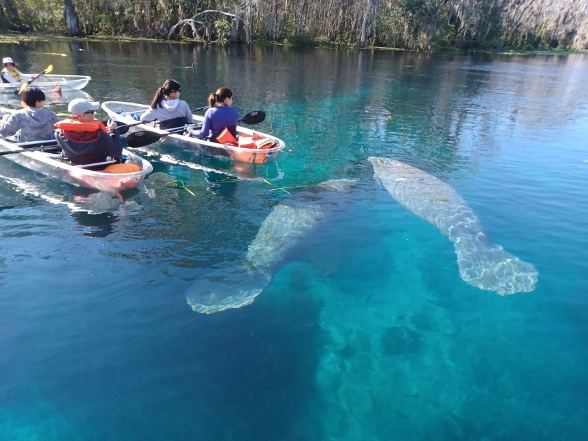 Silver Springs: Manatees and Monkeys Clear Kayak Guided Tour