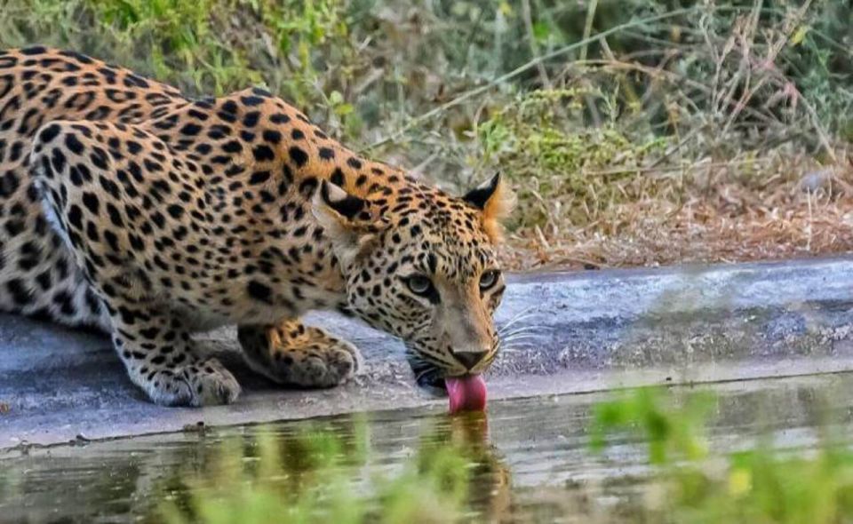 Skip The Line : Nahargarh Biological Park Tour, Jaipur - Overview of Nahargarh Biological Park