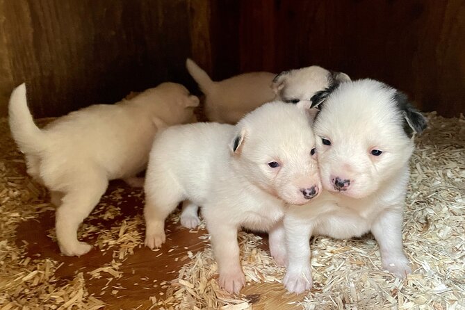 Sled Dog Discovery in Skagway