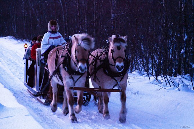 Sleigh Ride W/ Snacks – Experience Arctic Farm Life