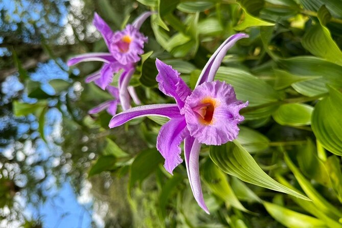 Sloth Forest Tour, Organic Coffee and Chocolate Tour and Waterfall