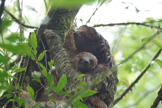 Sloths Observation and Coffee, Chocolate, Sugarcane Experience