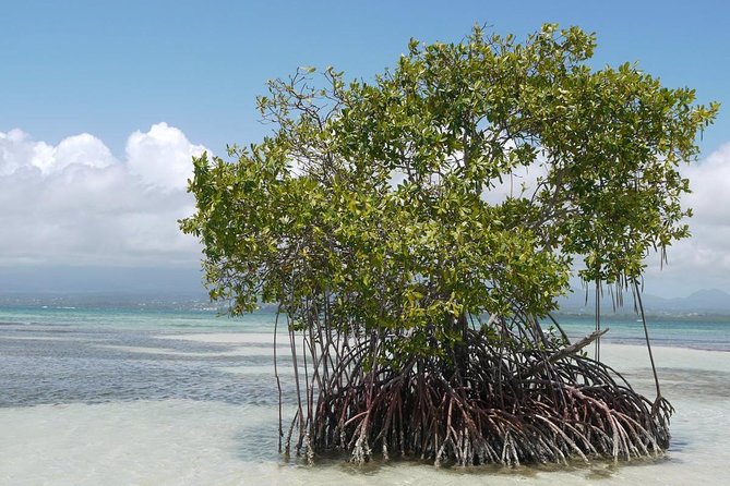 9 Best Cruises And Boat Tours In Basse Terre Island
