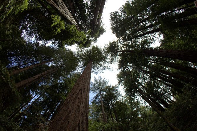 Small-Group Half Day Muir Woods and Sausalito Morning Tour