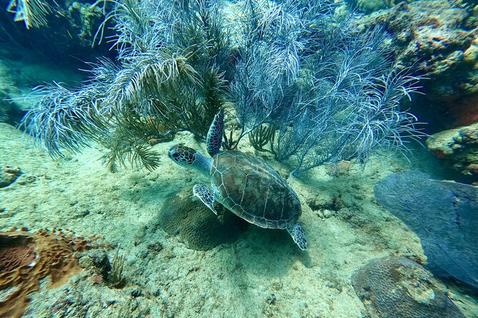 Snorkeling Adventure in Aguadilla