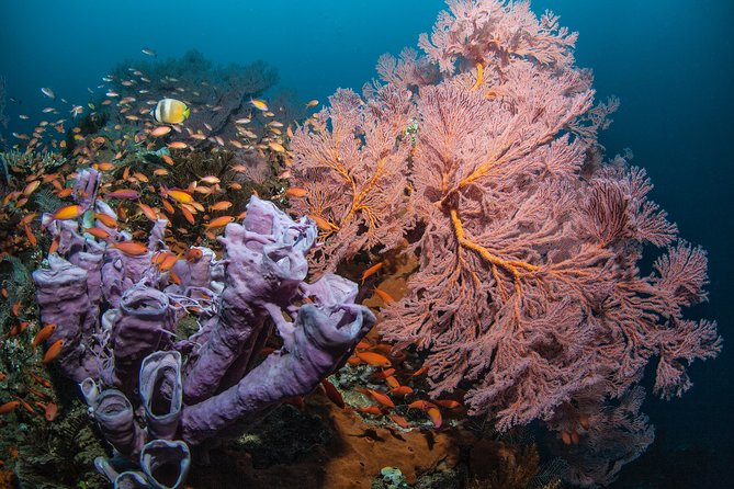 Snorkeling in Menjangan Marine Park – Discover Abundant Marine Life of Pemuteran