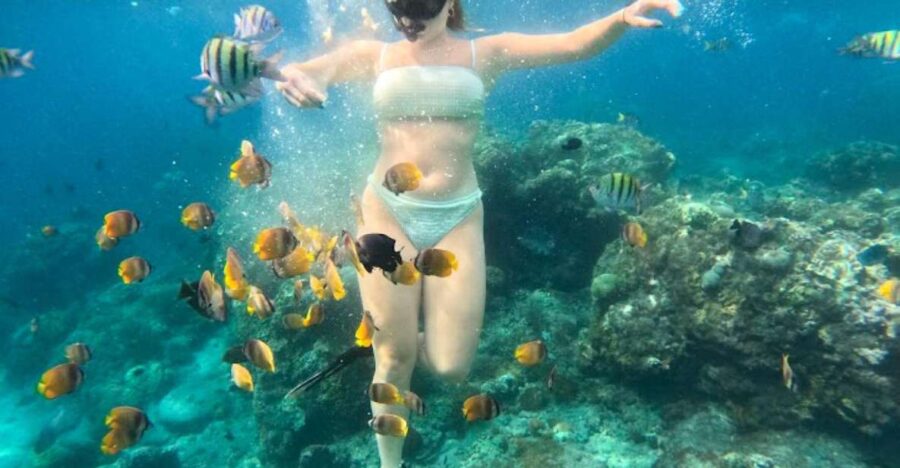 Snorkeling Nusapenida - Best Part Swim With the Mantarays🤙