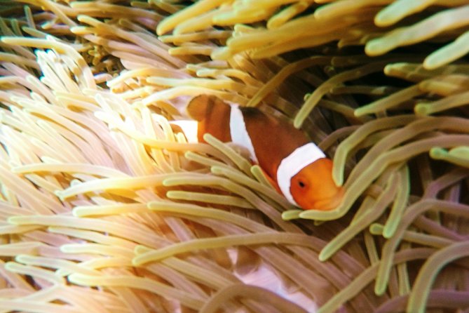 Snorkeling Package at Padang Bai Blue Lagoon