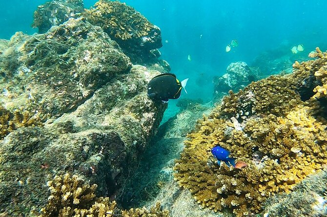 Snorkeling Tour in Caño Island With Lunch From Drake Bay