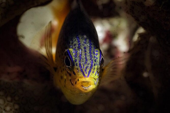 Snorkeling Tour With Fish and Turtles in San Juan