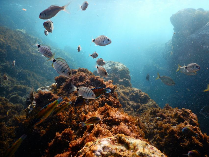 Snorkeling Wildlife in Terceira Island