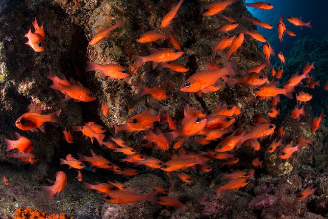 Snorkeling With Marine Biologist Expert From Sorrento