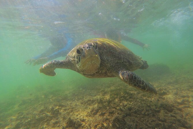 Snorkeling With Sea Turtles in Mirissa (Pickup and Drop Included)