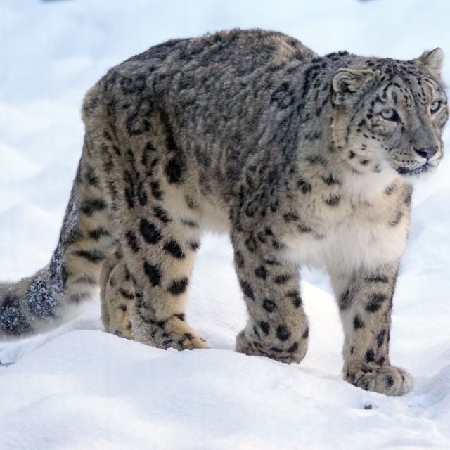 Snow Leopard Trek In Dolpo