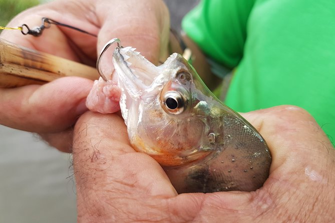 Solimoes River Piranha Fishing and Alligator Watching Tour - Tour Overview