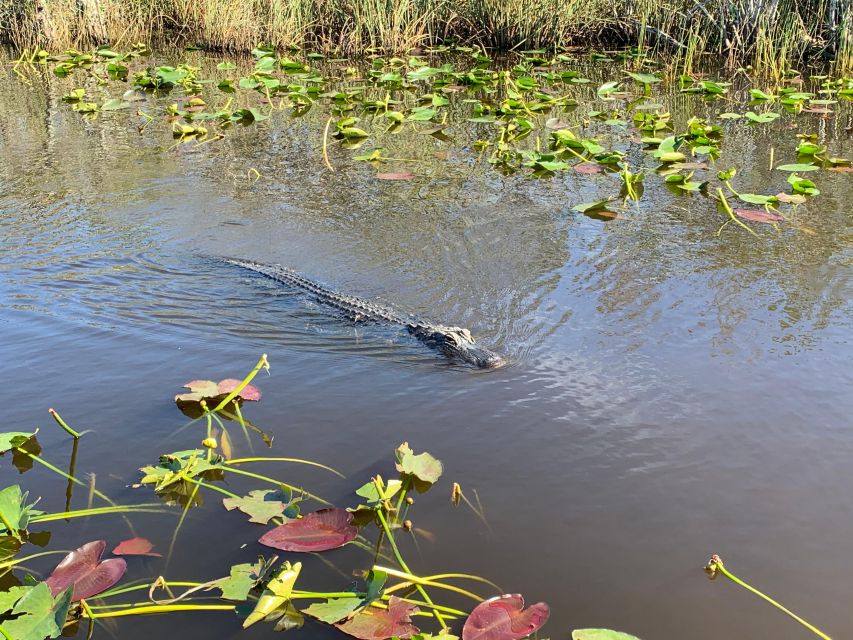 South Beach: Everglades Wildlife Airboat Tour