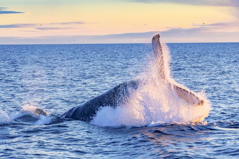 South Maui: Whale Watching Cruise Aboard Calypso