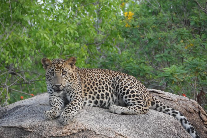 Special Leopards Safari Yala National Park - 04.30 Am to 11.30 Am - Overview of Yala National Park