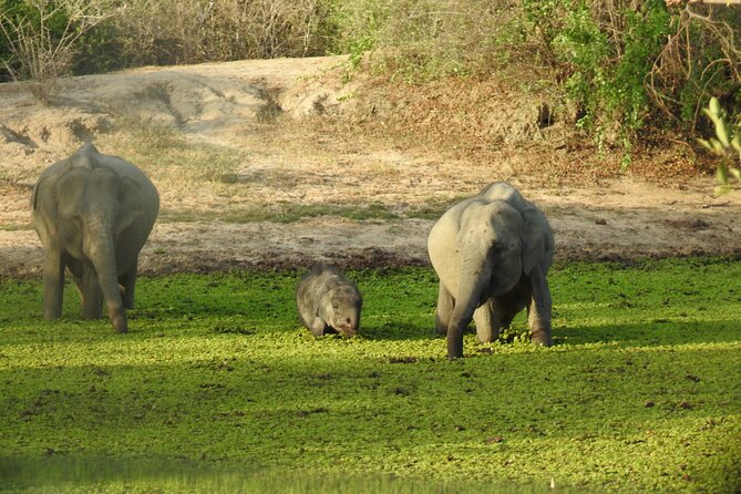 Special Morning Safari -04.30 Am to 11.30 Am – Half Day Safari