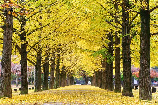 Special Private Tour Nami Island, Rail Bike, Petite France