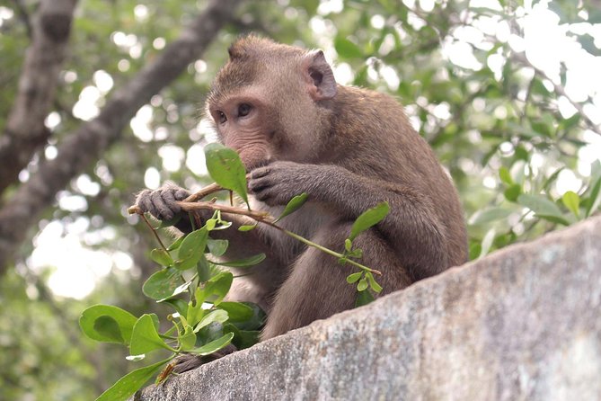 Speed Boat Tour to Can Gio Mangrove Forest & Feeding to Monkey