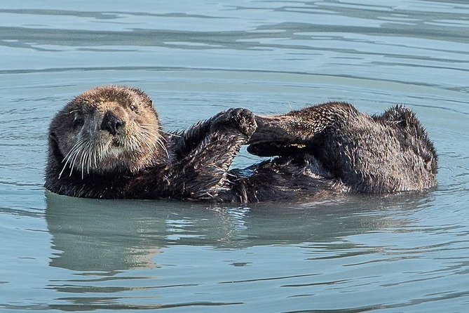 Spring Wildlife Cruise