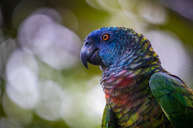 St Lucia Birdwatching Tour at Rainforest Adventures