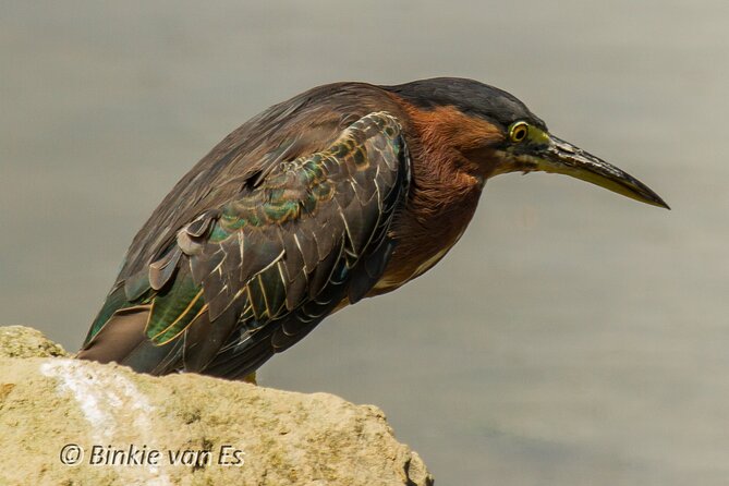 St.Martin – St.Maarten: Small Group, Birding Tour / Bird Watching Tour