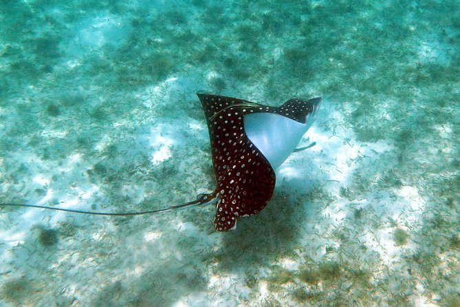 St Thomas Kayak and Sea Turtle Snorkel Excursion