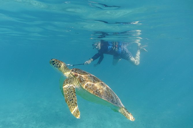 St Thomas Sea Turtle Snorkel Kayak Adventure Tour - Overview of the Adventure