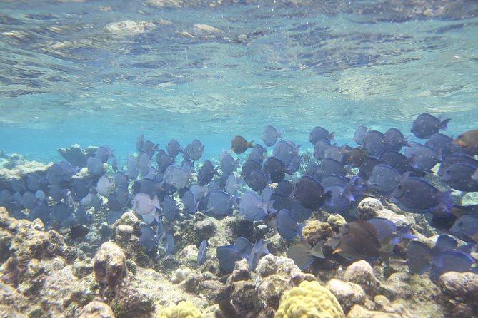 Starfish Point, Stingray City-Sandbar & Coral Gardens