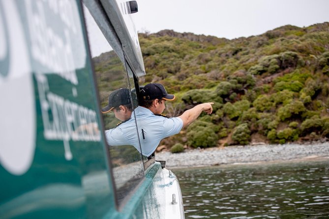 Stewart Island Wild Kiwi Encounter