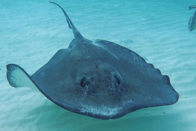 Stingray City Sandbar, Coral Gardens Snorkeling & Starfish Point