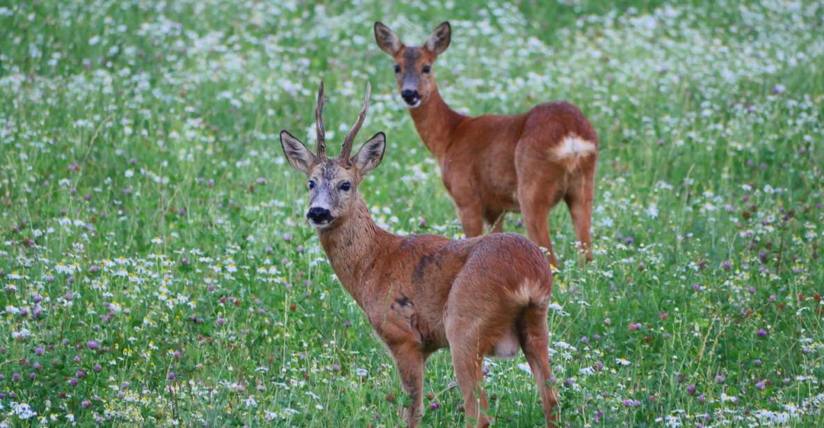 Stockholm: Evening Wildlife Safari With Midsummer Meal