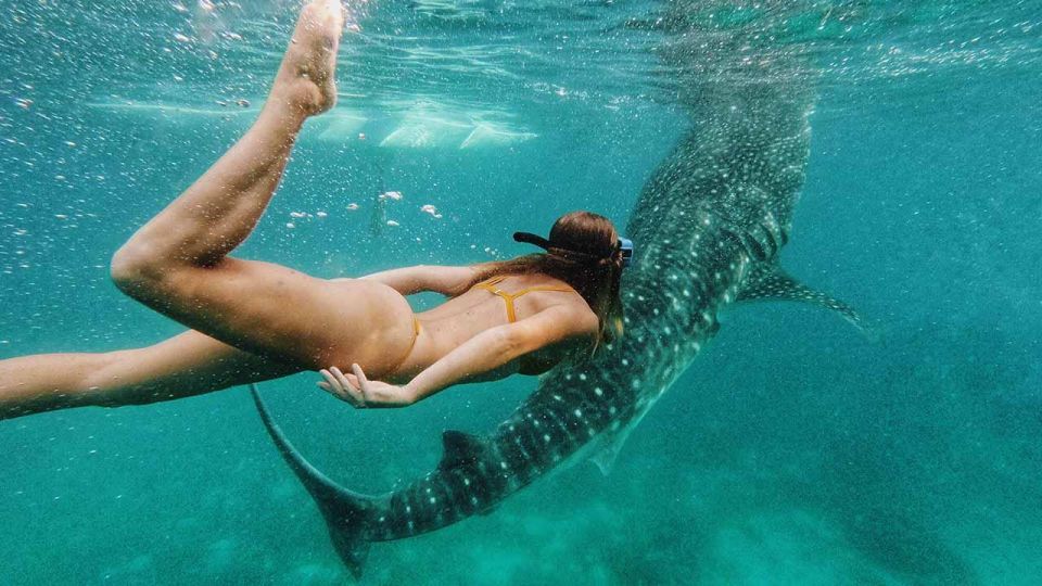 Sumbawa Tour 2 Days 1 Night ( Whale Shark Tour) - Tour Package Details