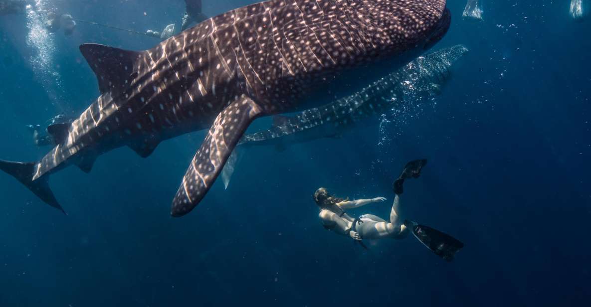 SUMBAWA WHALE SHARK TRIP