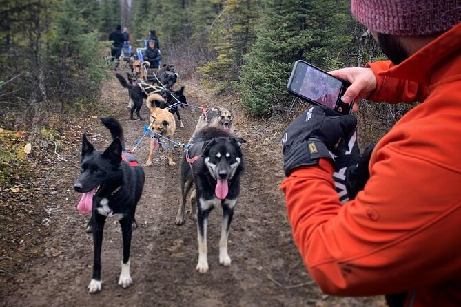 Summer Dog Sledding Adventure in Willow, Alaska