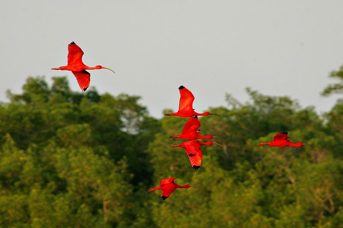 Sunset Boat Tour Into Caroni Wetlands