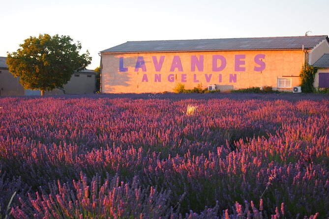 Sunset Lavender Tour From Aix-En-Provence