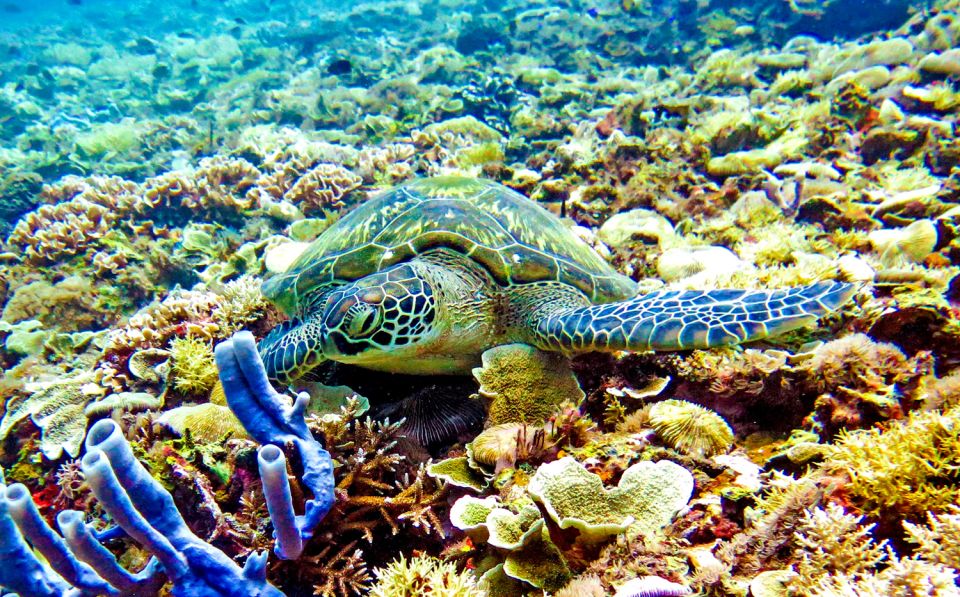 Sunset Snorkling Trip