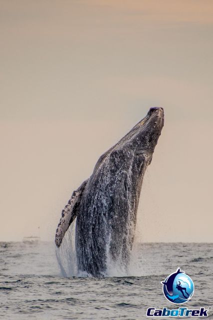 Sunset Whale Watching Cruise in Cabo San Lucas