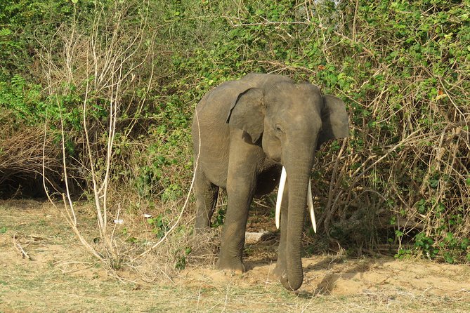 Super Luxury Jeep Safari at Yala National Park