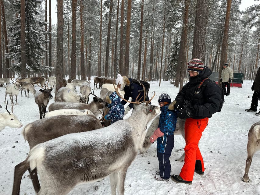 Swedish Lapland : Sled Dog and Reindeer Farm With the Family