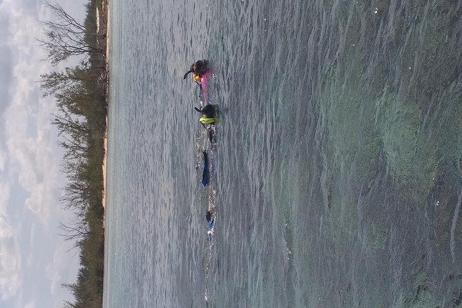 Sweetings Cay Mangrove Kayaking and Turtles